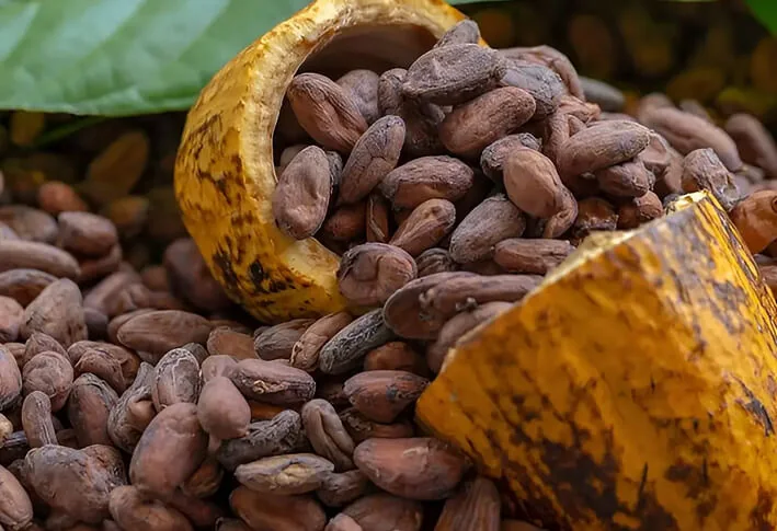 Une cabosse ouverte, remplie de fèves de cacao