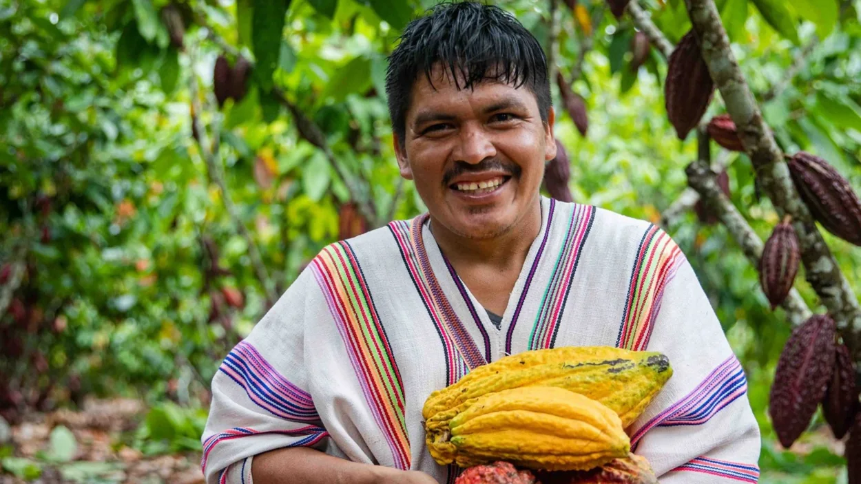 Een Peruaanse teler met gele cacaovruchten
