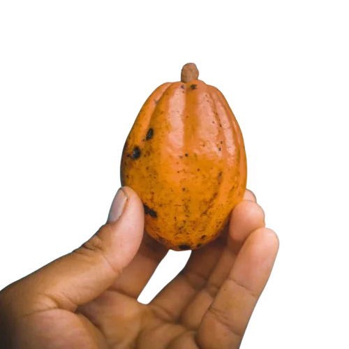 Une cabosse de cacao tenue dans la main