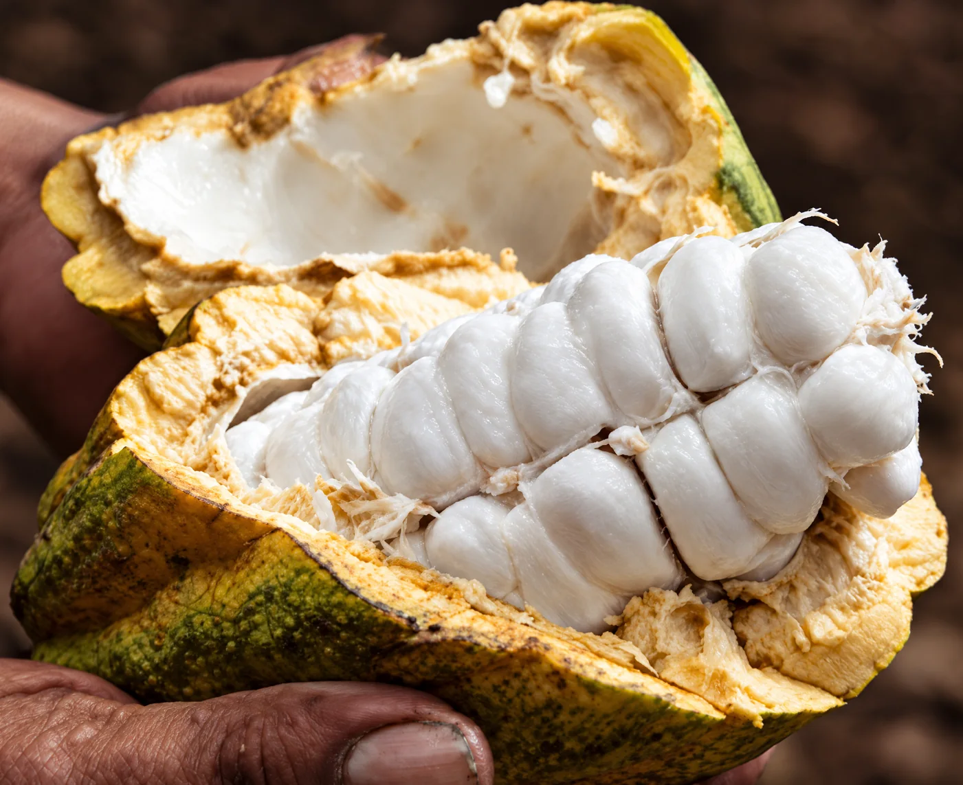 Les fèves claires du cacao blanc dans leur cabosse
